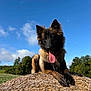 Vanda a rejoint le concours — aidez-le/la à gagner de superbes lots ! dog, haystack, tongue_out, outdoor, blue_sky, clouds, grass, trees, sunny, animal, pet, fur, nature, landscape, field, canine, relaxed, daylight, rural, happy