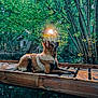 dog, forest, wooden_bridge, nature, sunlight, tree, greenery, outdoor, animal, canine, peaceful, relaxed, sunbeam, wood, leaves, daylight, fur, mammal, scenery, serene