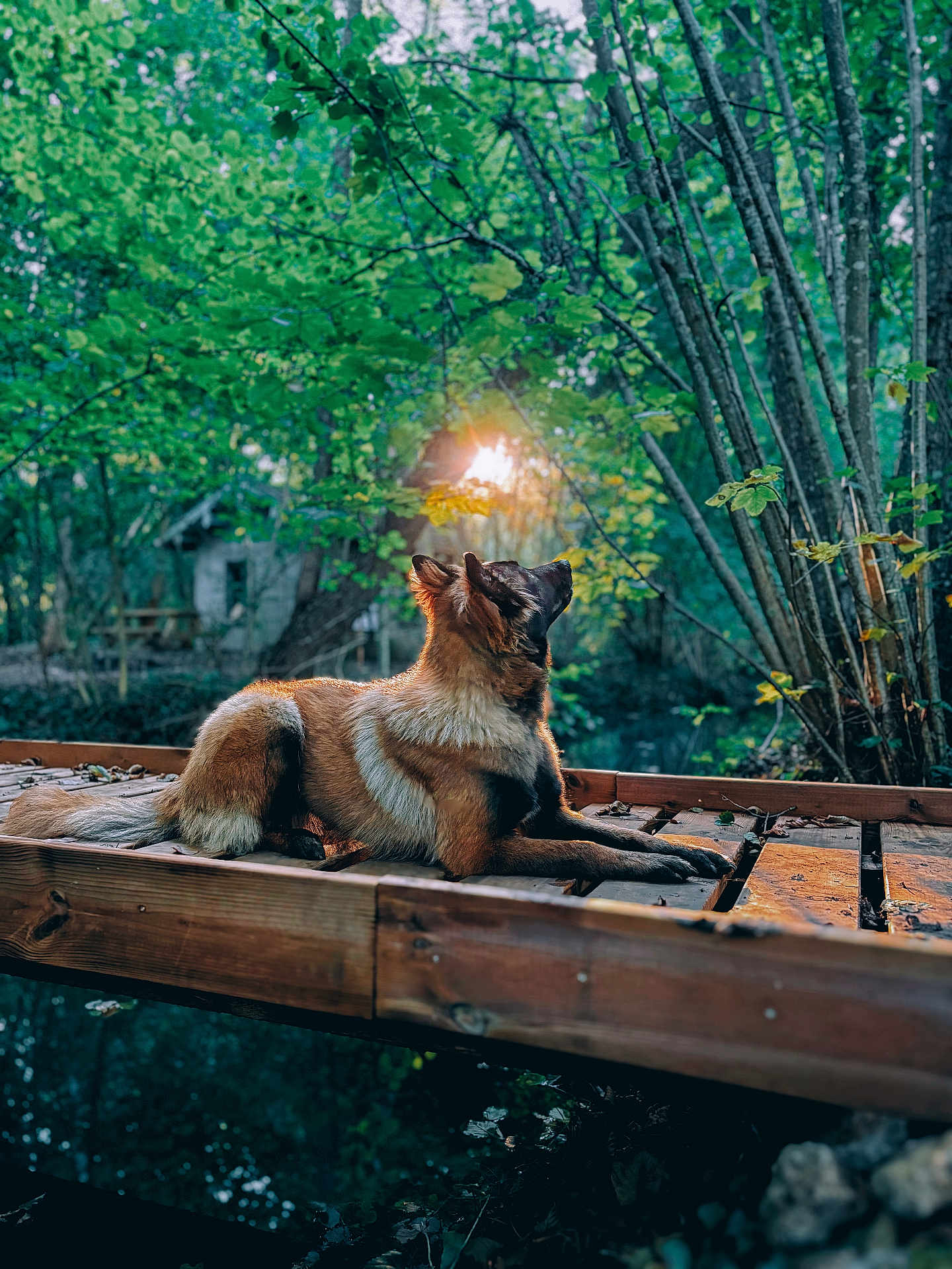 Vanda participe au concours pour gagner de l'argent avec cette photo : dog, forest, wooden_bridge, nature, sunlight, tree, greenery, outdoor, animal, canine, peaceful, relaxed, sunbeam, wood, leaves, daylight, fur, mammal, scenery, serene