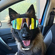 Vanda a rejoint le concours — aidez-le/la à gagner de superbes lots ! dog, german_shepherd, sunglasses, car, pet, animal, happy, tongue_out, inside, vehicle, seat, collar, fur, ears, reflection, window, portrait, companion, cute, summer