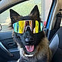 dog, german_shepherd, sunglasses, car, pet, animal, happy, tongue_out, inside, vehicle, seat, collar, fur, ears, reflection, window, portrait, companion, cute, summer