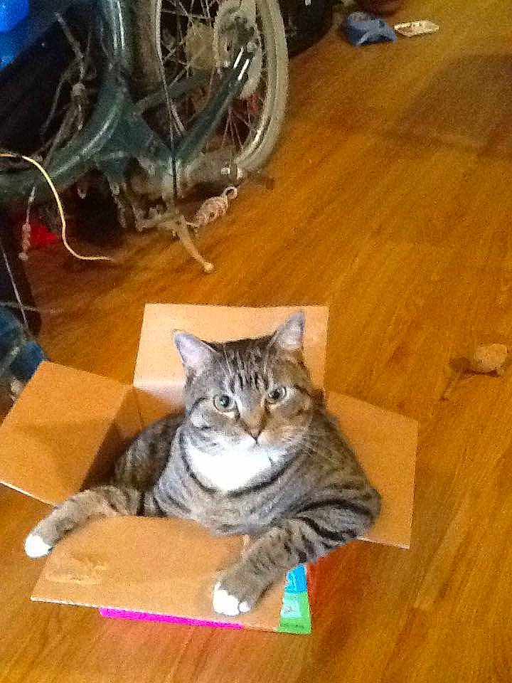 Bliss joined the competition — help win amazing prizes! automotive_tire, bicycle_tire, bicycle_wheel, carnivore, cat, felidae, fender, floor, flooring, hardwood, laminate_flooring, small_to_medium_sized_cats, snout, tail, tire, wheel, whiskers, wood, wood_flooring, wood_stain