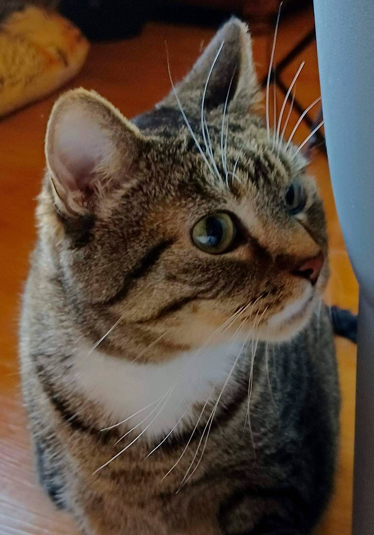 Bliss is registered to the contest to win money with this photo: carnivore, cat, domestic_short_haired_cat, felidae, fur, small_to_medium_sized_cats, snout, terrestrial_animal, whiskers, wildlife, window