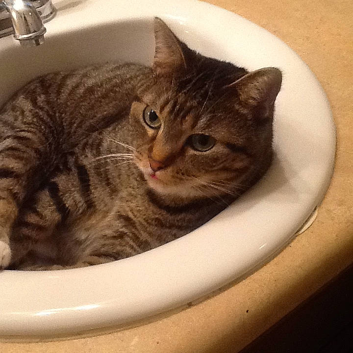 Bliss joined the competition — help win amazing prizes! bathroom, bathroom_sink, carnivore, cat, cat_supply, ceramic, domestic_short_haired_cat, eye, felidae, fur, metal, plumbing_fixture, serveware, sink, small_to_medium_sized_cats, snout, square, tap, whiskers, window