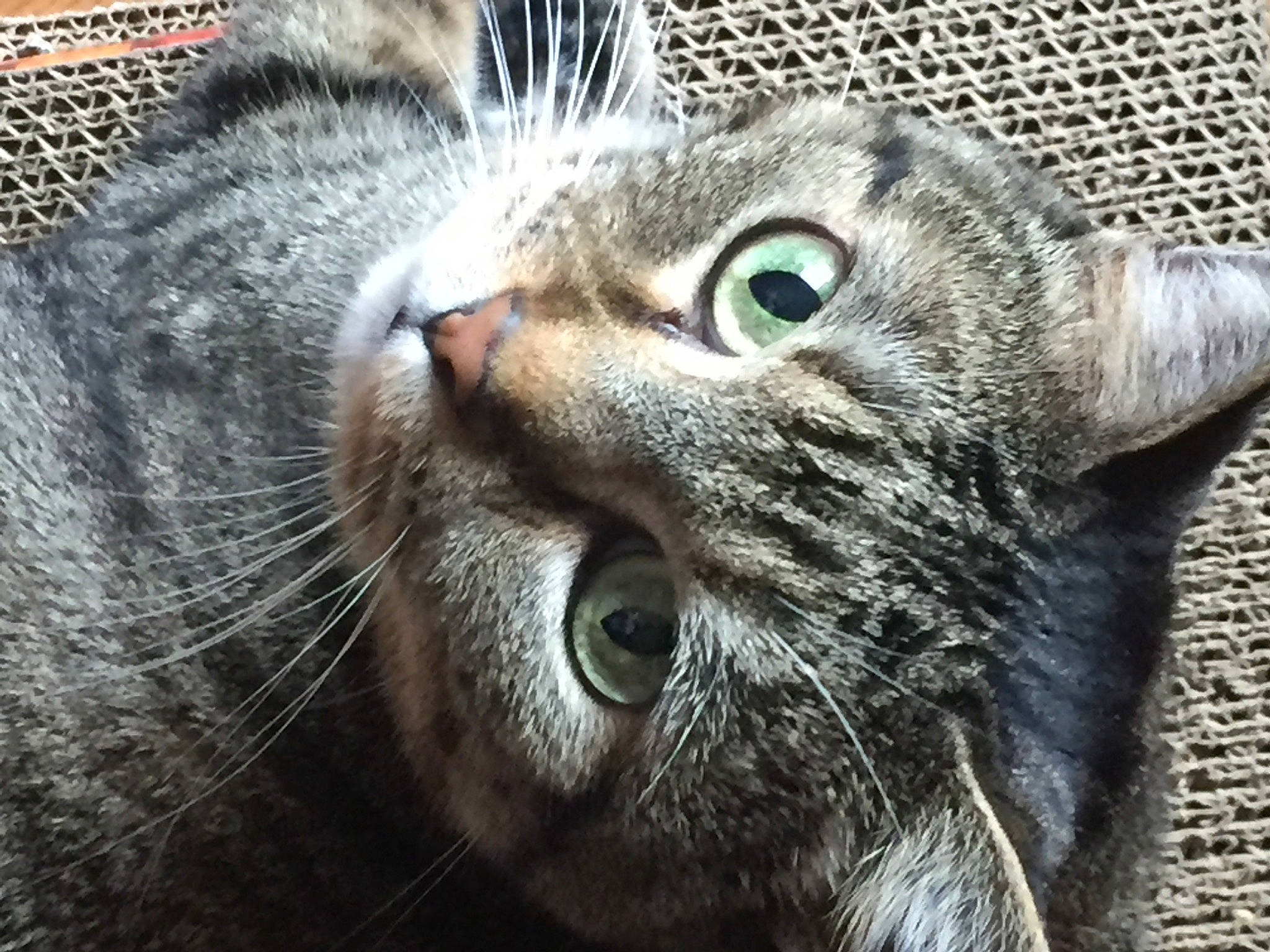 Bliss is registered to the contest to win money with this photo: carnivore, cat, close_up, domestic_short_haired_cat, eye, felidae, fur, grey, small_to_medium_sized_cats, snout, terrestrial_animal, whiskers, wildlife