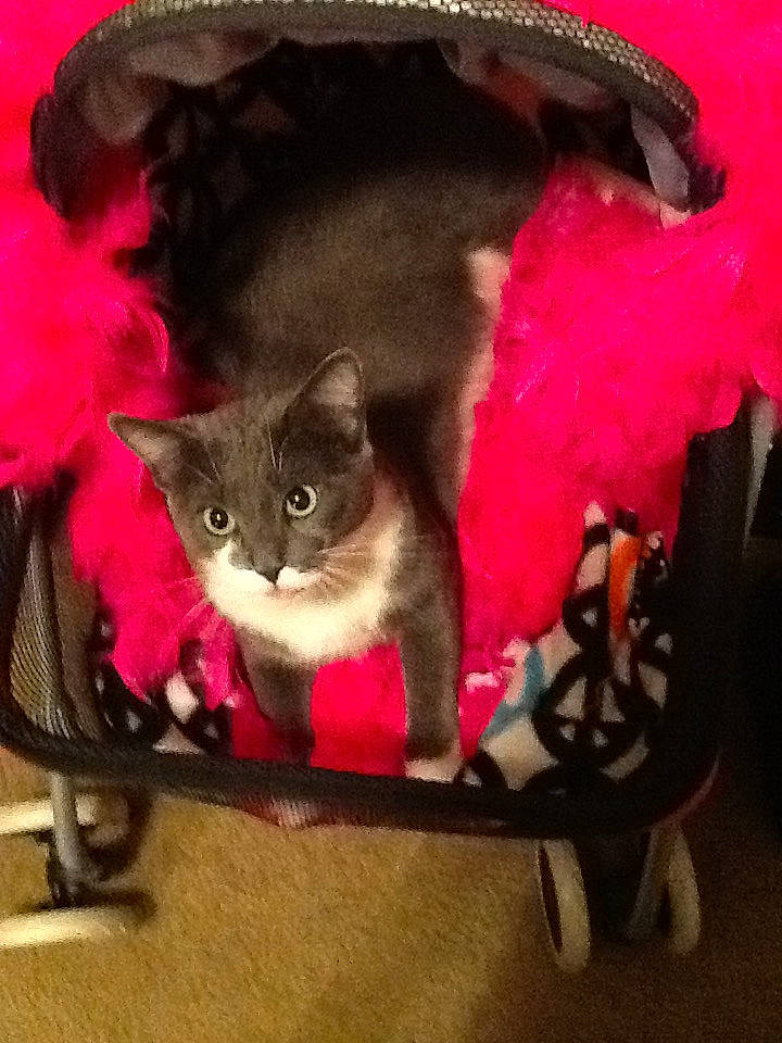 Teaka is registered to the contest to win money with this photo: bag, box, carnivore, cat, cat_supply, comfort, costume_hat, domestic_short_haired_cat, fashion_accessory, fawn, felidae, fur, grey, hat, holiday, magenta, pink, small_to_medium_sized_cats, tail, whiskers