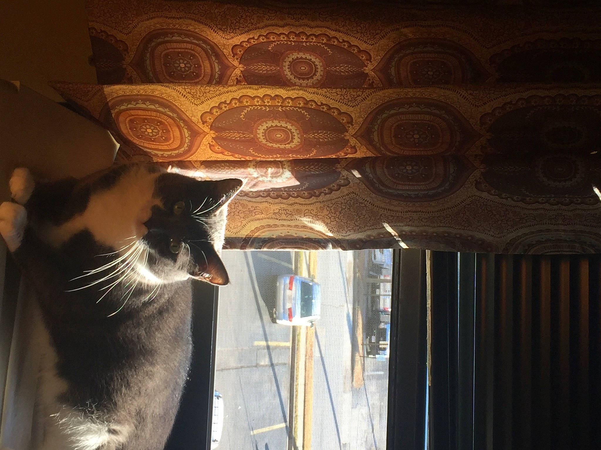 Teaka is registered to the contest to win money with this photo: carnivore, cat, curtain, domestic_short_haired_cat, door, felidae, flooring, fur, house, metal, shade, small_to_medium_sized_cats, snout, tail, tints_and_shades, whiskers, window, window_covering, window_treatment, wood