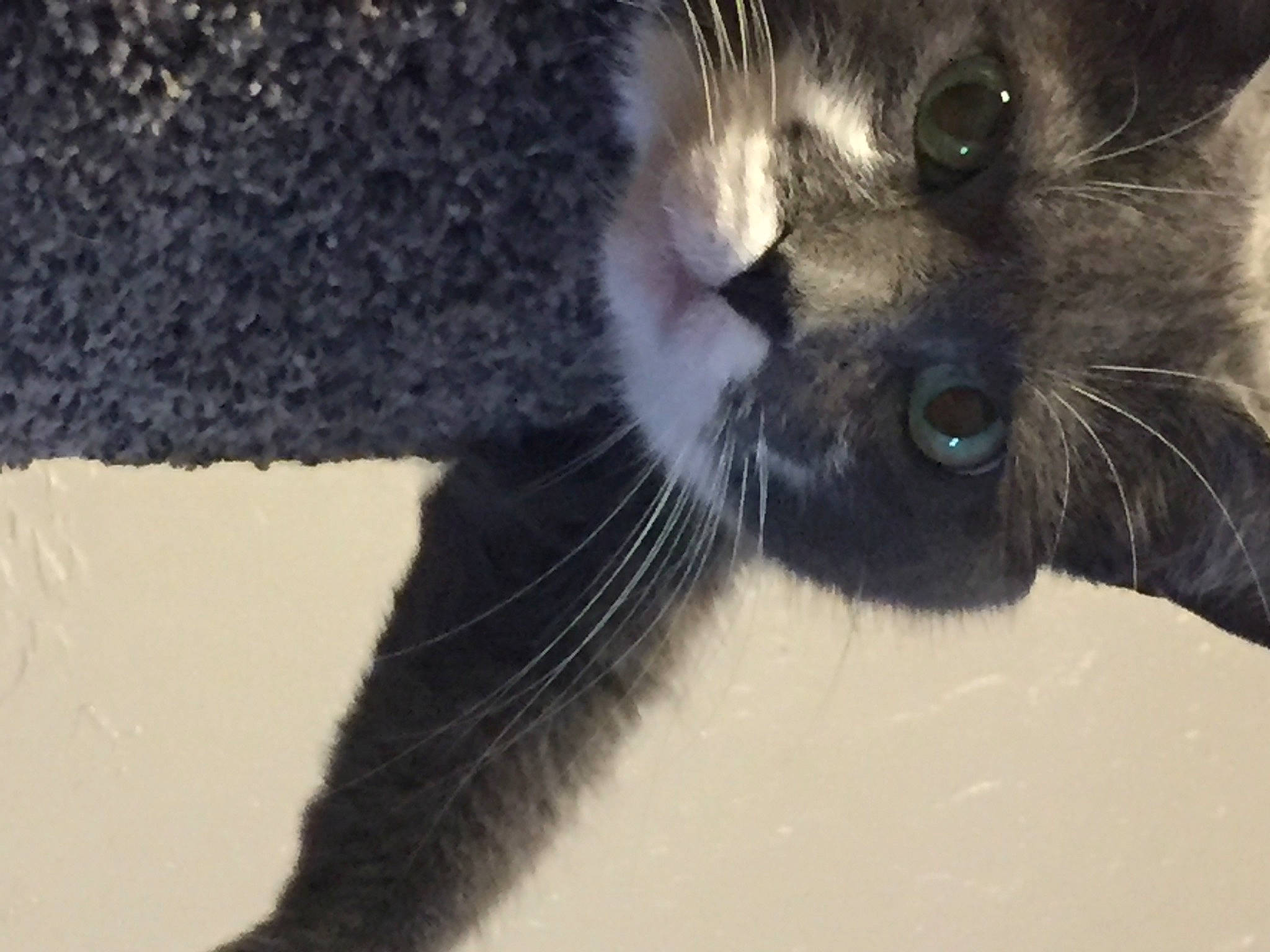 Teaka joined the competition — help win amazing prizes! balance, black_cat, carnivore, cat, claw, dog_breed, domestic_short_haired_cat, felidae, fur, paw, small_to_medium_sized_cats, terrestrial_animal, whiskers