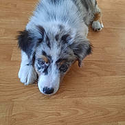Azur a rejoint le concours — aidez-le/la à gagner de superbes lots ! adorable, animal, canine, cute, dog, domestic_animal, ears, floor, fur, indoor, looking_up, lying_down, multicolored, nose, paws, pet, puppy, snout, wooden_floor, young_dog