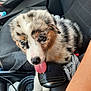 Azur participe au concours pour gagner de l'argent avec cette photo : adorable, animal, black, car_interior, closeup, cute, dog, fur, gear_shift, grey, orange, pet, playful, puppy, seat, seatbelt, tongue_out, vehicle, white, young