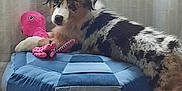 Azur participe au concours pour gagner de l'argent avec cette photo : adorable, animal, blue_pouf, comfort, curtains, cute, dog, furry, home, indoor, looking_at_camera, natural_light, octopus_toy, patchwork, pet, playful, plush_toy, puppy, resting, wooden_floor