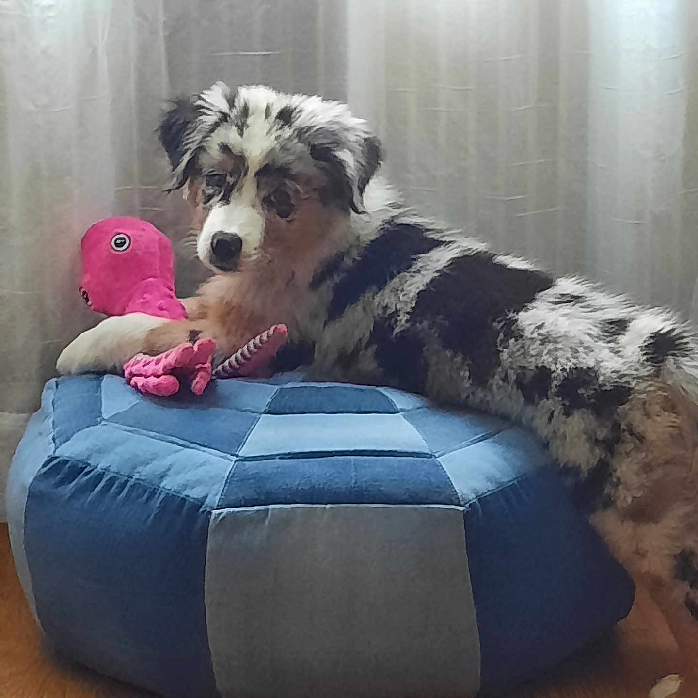 Azur participe au concours pour gagner de l'argent avec cette photo : adorable, animal, blue_pouf, comfort, curtains, cute, dog, furry, home, indoor, looking_at_camera, natural_light, octopus_toy, patchwork, pet, playful, plush_toy, puppy, resting, wooden_floor