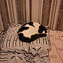 Princesse a rejoint le concours — aidez-le/la à gagner de superbes lots ! bed, black_and_white, blanket, cat, cozy, curled_up, cute, domestic_animal, feline, fur, home, indoor, patterned_bedding, pillow, quiet, relaxation, resting, sleeping, soft_lighting, striped_wallpaper