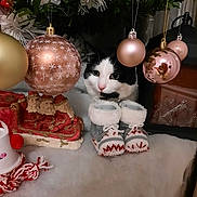 Princesse participe au concours pour gagner de l'argent avec cette photo : baubles, black_and_white, cat, celebration, christmas_tree, cute, decorations, festive, gold, greenery, holiday, indoor, knitted_booties, ornaments, pet, red, santa_sleigh, soft_texture, white_fur, winter