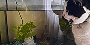 Princesse participe au concours pour gagner de l'argent avec cette photo : animal, aquarium, black_and_white_cat, cat, closeup, curious, decorative_ornament, feline, fish_tank, glass, gravel, home, household, indoor, pet, plant, reflection, table, watching, water