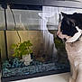animal, aquarium, black_and_white_cat, cat, closeup, curious, decorative_ornament, feline, fish_tank, glass, gravel, home, household, indoor, pet, plant, reflection, table, watching, water