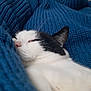 Princesse participe au concours pour gagner de l'argent avec cette photo : animal, black_and_white, blanket, blue, cat, close_up, comfort, cozy, cute, fur, indoor, knit, pet, relaxed, resting, sleeping, snuggled, soft, warm, whiskers