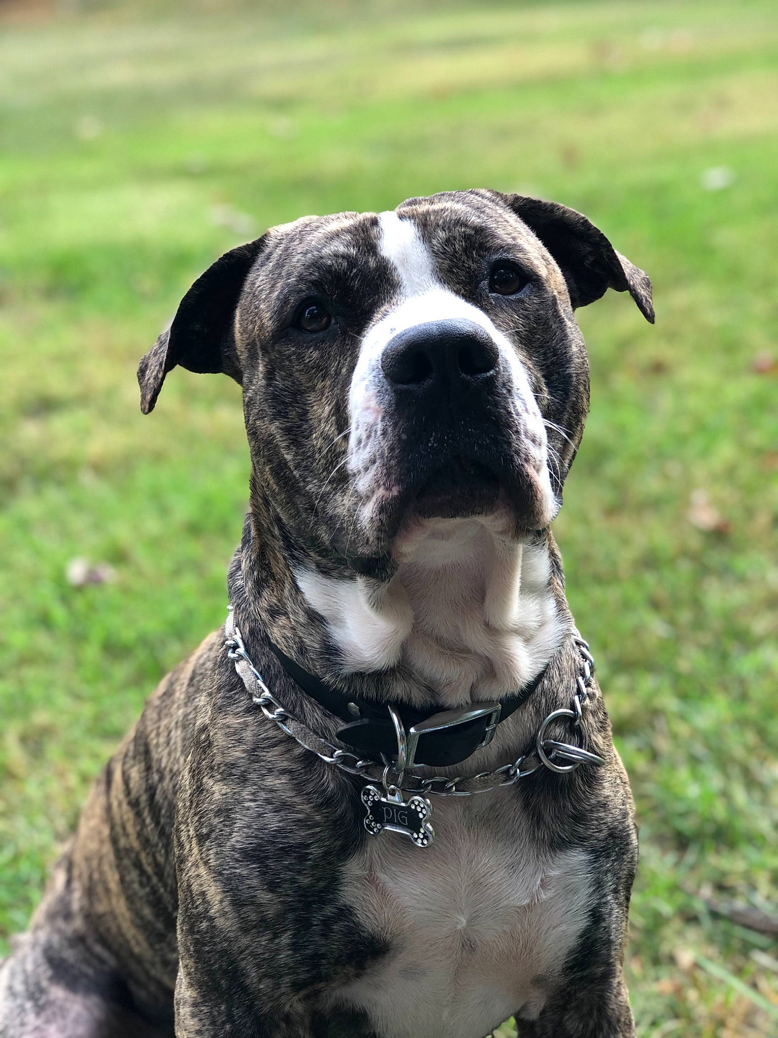 Pig joined the competition — help win amazing prizes! ancient_dog_breeds, carnivore, collar, companion_dog, dog, dog_breed, dog_collar, fashion_accessory, fawn, grass, leash, non_sporting_group, pet_supply, plant, snout, sporting_group, terrestrial_animal, whiskers, working_animal, working_dog