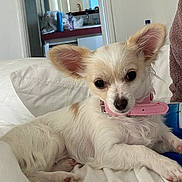 Angle is registered to the contest to win money with this photo: dog, small_dog, white_dog, pink_collar, bed, pillow, indoor, fur, ears, pet, canine, resting, cute, animal, domestic_animal, house, mirror, sink, bathroom, towel