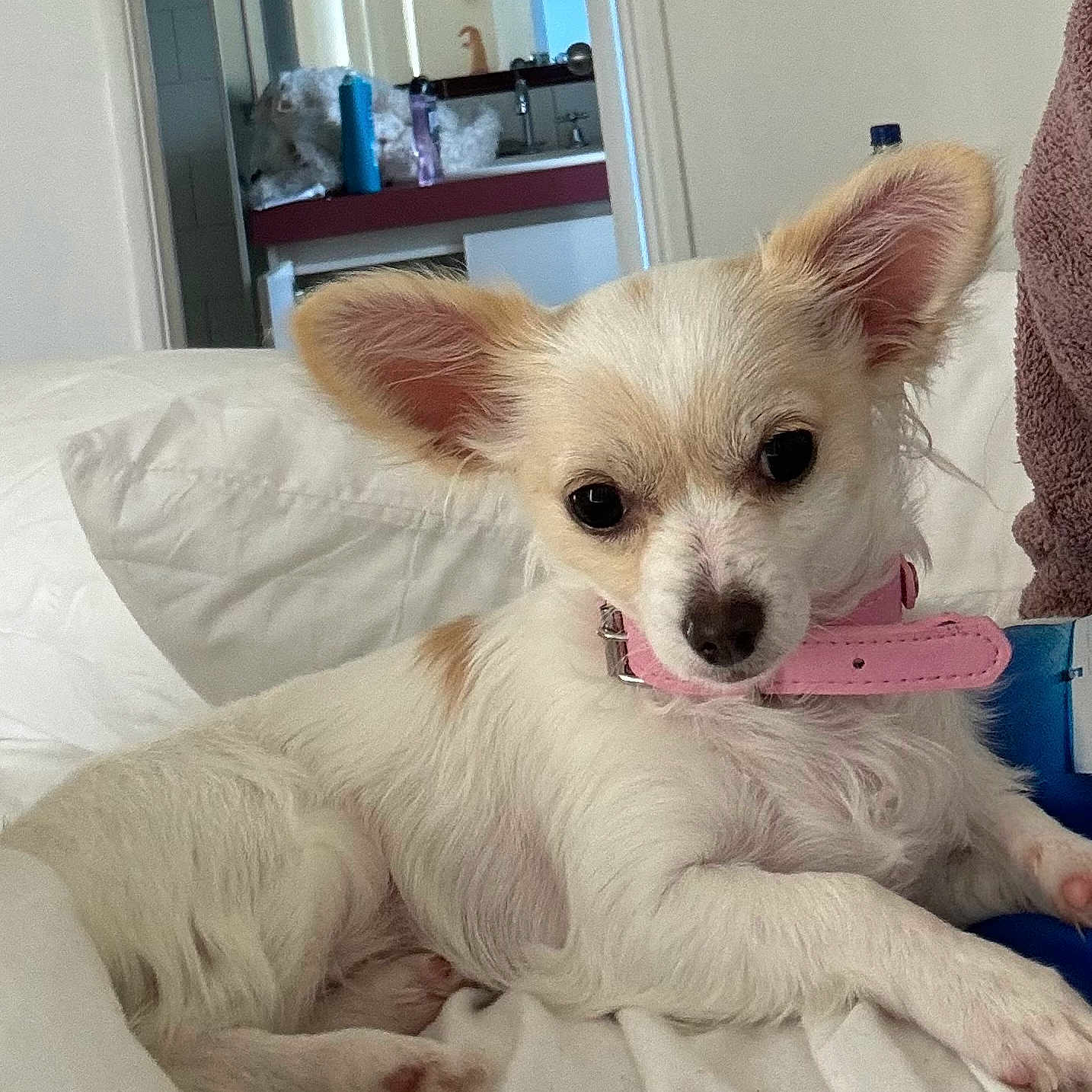 Angle is registered to the contest to win money with this photo: animal, bathroom, bed, canine, cute, dog, domestic_animal, ears, fur, house, indoor, mirror, pet, pillow, pink_collar, resting, sink, small_dog, towel, white_dog