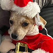 Roxy joined the competition — help win amazing prizes! puppy, dog, santa_hat, christmas_costume, red_clothing, white_fur_trim, blanket, cute, pet, indoors, holiday, festive, animal, small_dog, fur, face, ears, nose, costume, adorable