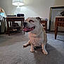 dog, indoor, carpet, lamp, table, furniture, person, smiling_dog, tongue_out, happy, resting, wooden_table, framed_picture, drawer, living_room, seated_person, cozy, pet, animal, domestic