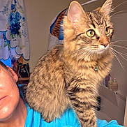 Akira is registered to the contest to win money with this photo: cat, tabby_cat, pet, feline, animal, shoulder, person, hoodie, blue_clothing, indoor, bathroom, curtains, fluffy, green_eyes, portrait, close_up, domestic_animal, whiskers, fur, relaxed