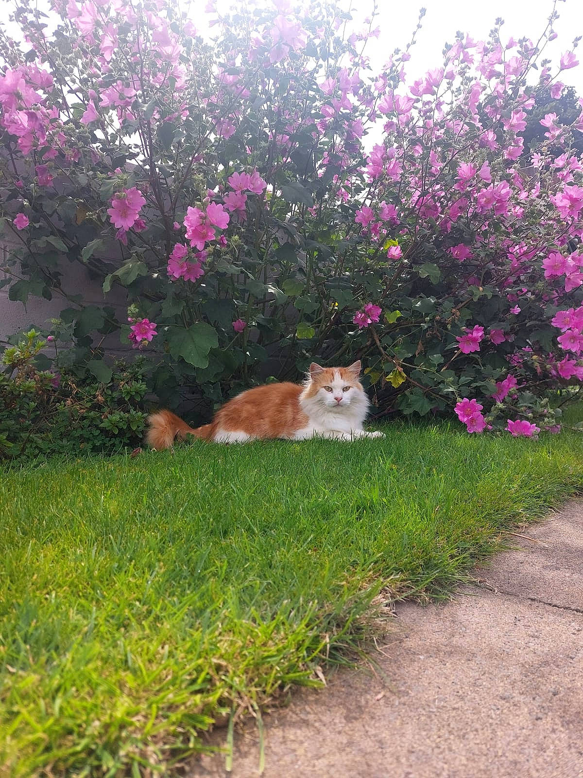 Charlie is registered to the contest to win money with this photo: carnivore, cat, fawn, felidae, flower, grass, groundcover, house, landscape, lawn, leaf, magenta, petal, pink, plant, shrub, small_to_medium_sized_cats, tail, tints_and_shades, tree