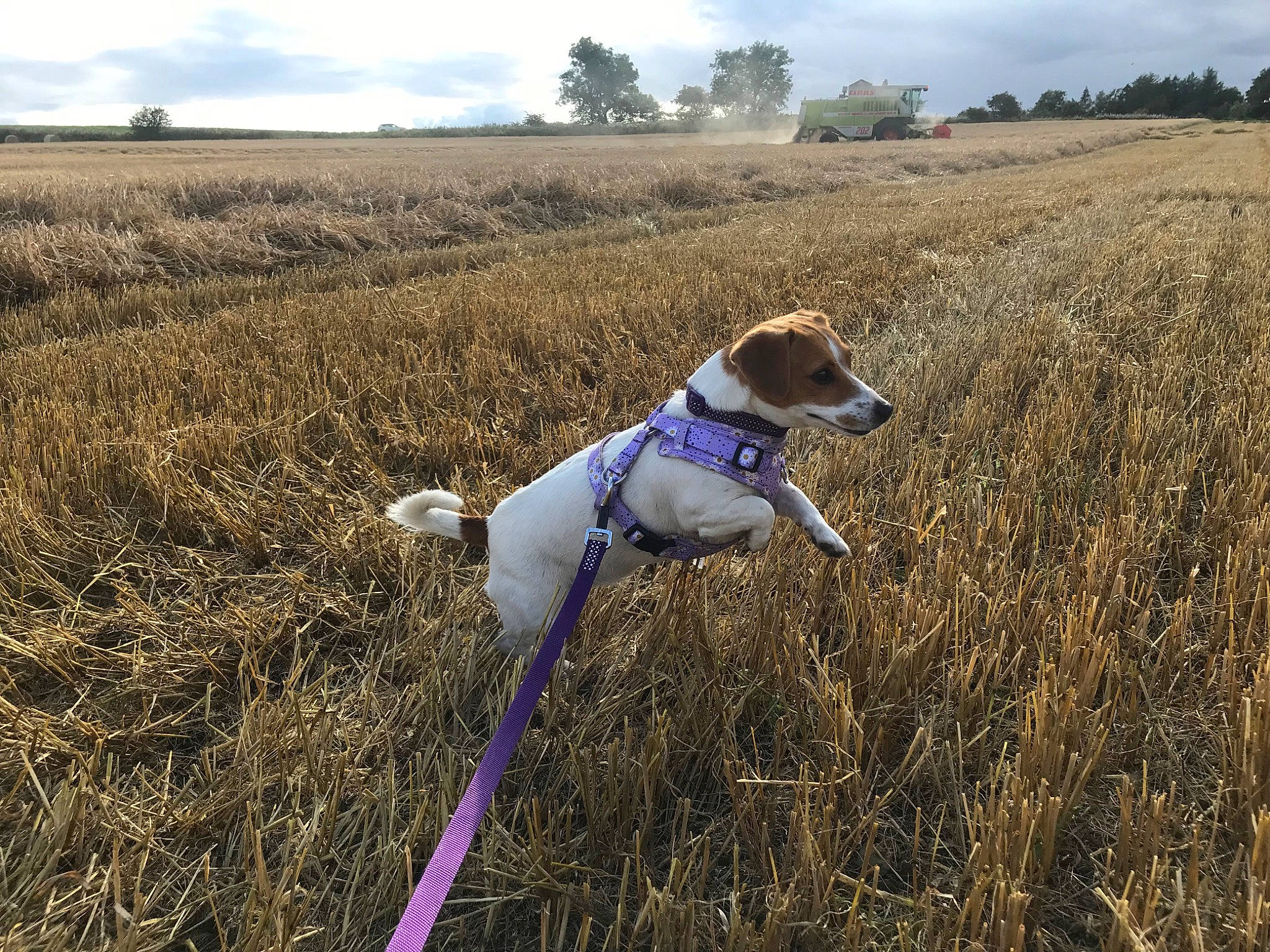 Ruby joined the competition — help win amazing prizes! agriculture, carnivore, cloud, companion_dog, dog, dog_breed, dog_supply, field, grass, grassland, landscape, monoplane, natural_landscape, pasture, plant, prairie, sky, soil, sporting_group, tree