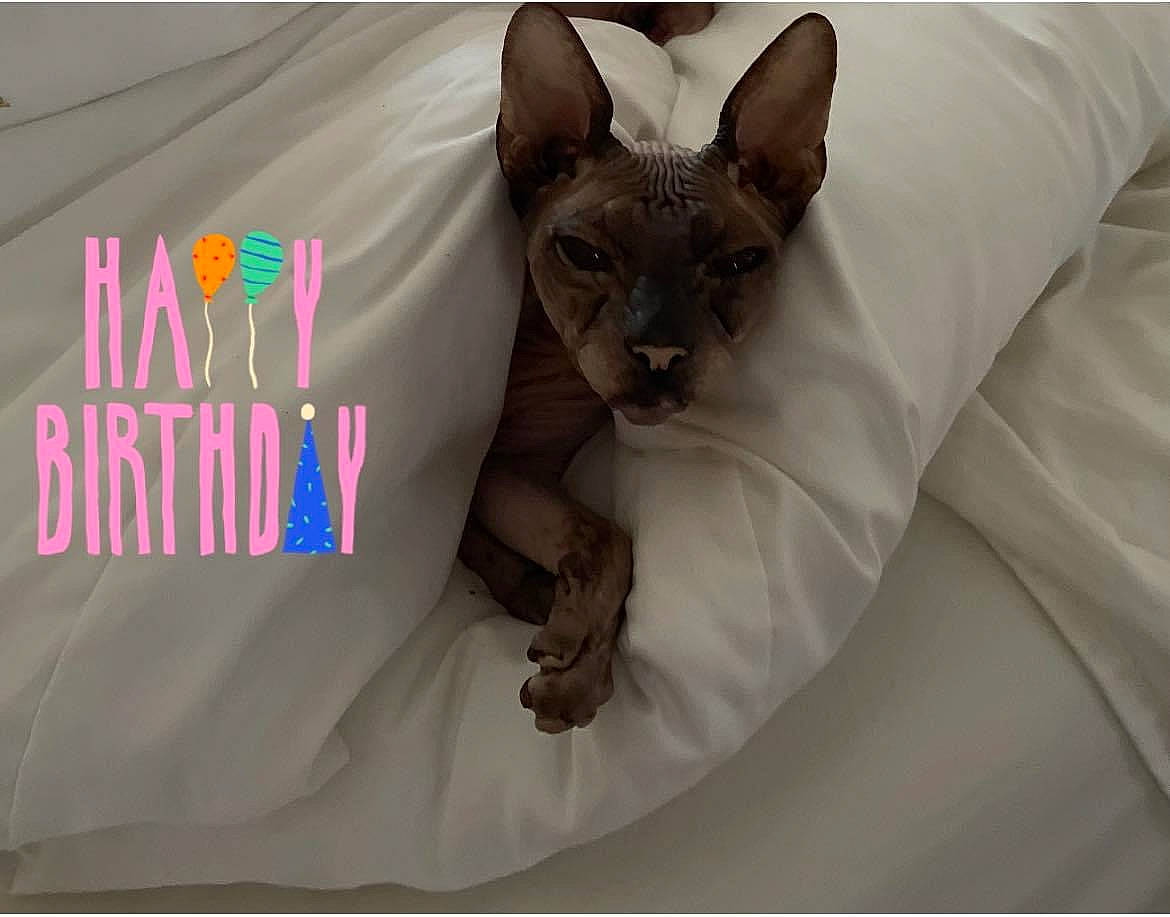 Yoda is registered to the contest to win money with this photo: canidae, carnivore, cat, comfort, companion_dog, dog_breed, fawn, felidae, font, fur, linens, magenta, paw, photo_caption, sleeve, small_to_medium_sized_cats, snout, terrestrial_animal, toy_dog, whiskers