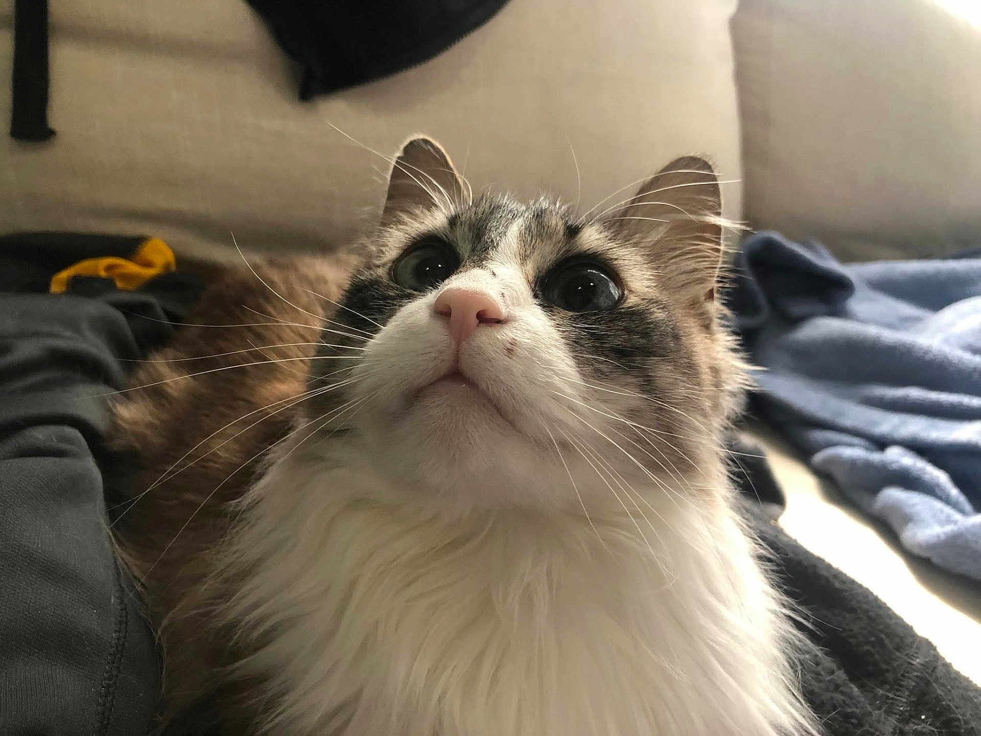 Squidward is registered to the contest to win money with this photo: cat, feline, whiskers, portrait, close_up, indoor, couch, blanket, fur, pet, nose, eyes, looking_up, cozy, sitting, furniture, mammal, household, soft, domestic_cat