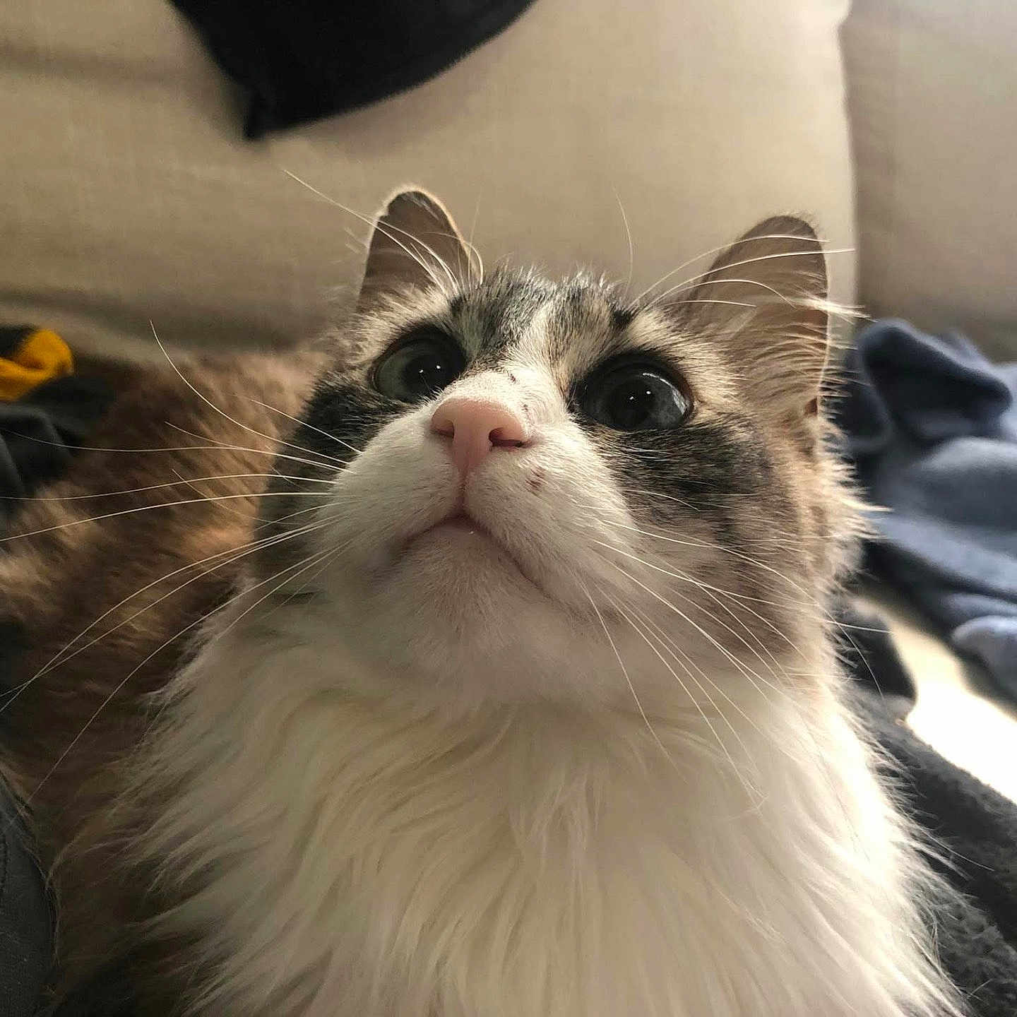 Squidward joined the competition — help win amazing prizes! blanket, cat, close_up, couch, cozy, domestic_cat, eyes, feline, fur, furniture, household, indoor, looking_up, mammal, nose, pet, portrait, sitting, soft, whiskers
