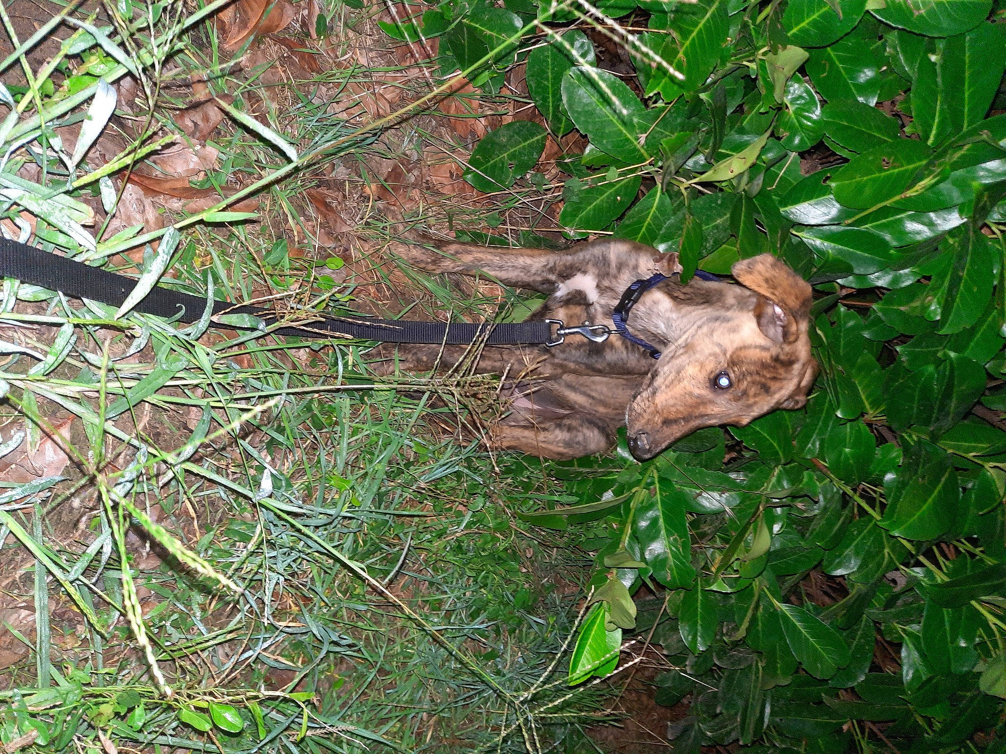 Thanos a rejoint le concours — aidez-le/la à gagner de superbes lots ! amphibian, fawn, fox_squirrel, grass, groundcover, marsupial, packrats, plant, procyonidae, red_backed_voles, rodent, tail, terrestrial_animal, terrestrial_plant, toad, tree, trunk, twig, whiskers, wildlife