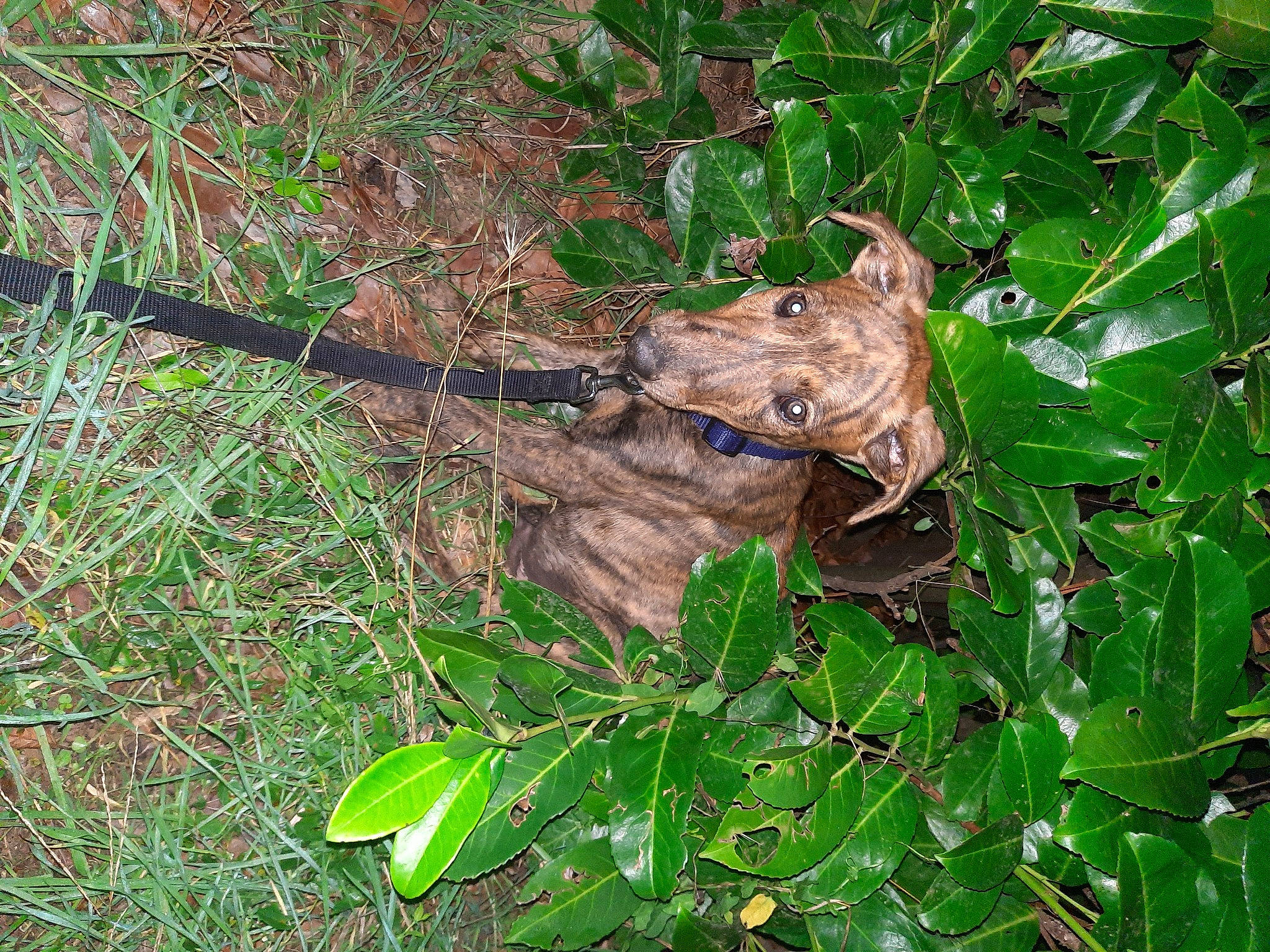 Thanos a rejoint le concours — aidez-le/la à gagner de superbes lots ! amphibian, big_cats, fawn, felidae, grass, groundcover, marsupial, plant, rodent, tail, terrestrial_animal, terrestrial_plant, toad, tree, true_frog, trunk, twig, whiskers, wildlife, wood