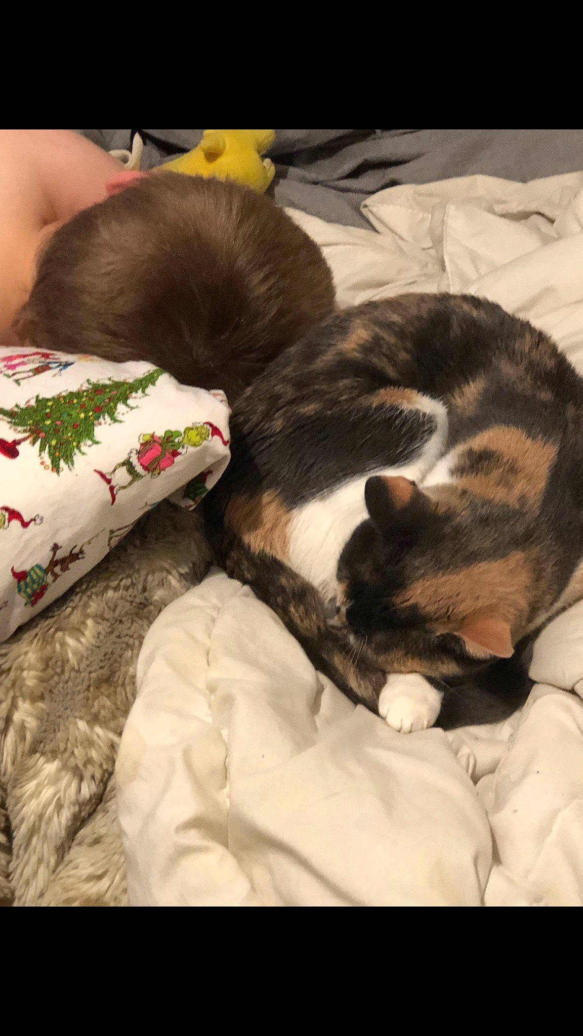 Gizmo is registered to the contest to win money with this photo: canidae, carnivore, cat, companion_dog, ear, felidae, kitten, nap, small_to_medium_sized_cats, whiskers