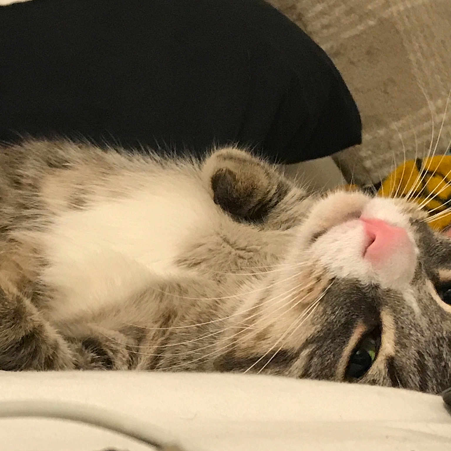 Stumpy is registered to the contest to win money with this photo: american_shorthair, asian, carnivore, cat, domestic_short_haired_cat, dragon_li, ear, european_shorthair, eye, felidae, fur, kitten, nap, nose, paw, sleep, small_to_medium_sized_cats, snout, tabby_cat, whiskers