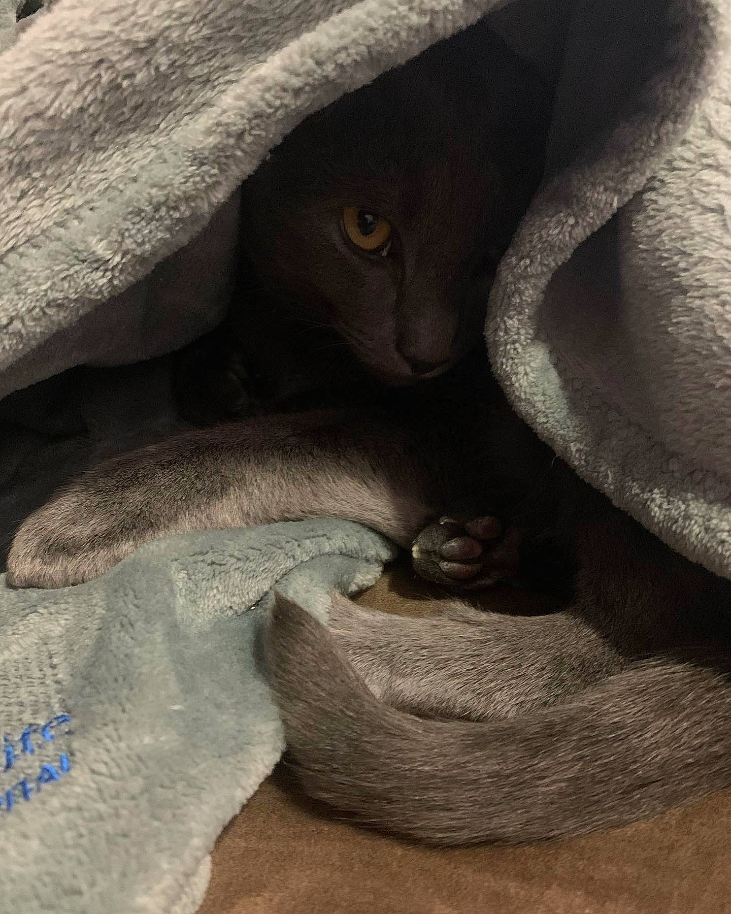 Niles is registered to the contest to win money with this photo: art, close_up, eye, felidae, grey, landscape, organism, plant, rock, snout, soil, still_life_photography, terrestrial_animal, tints_and_shades, tree, trunk, visual_arts, wildlife, wood, wrinkle