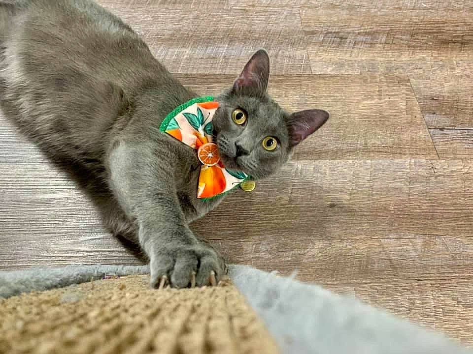 Niles is registered to the contest to win money with this photo: carnivore, cat, cat_toy, domestic_short_haired_cat, fawn, felidae, fur, grey, havana_brown, iris, oriental_shorthair, paw, plant, russian_blue, small_to_medium_sized_cats, snout, tail, whiskers, window, wood
