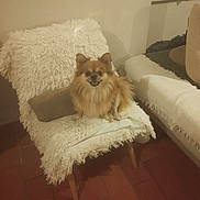 Skay a rejoint le concours — aidez-le/la à gagner de superbes lots ! brown, chair, cozy, curtain, cushion, dog, domestic, floor, fur, furniture, happy, home, indoor, pet, shaggy, sitting, small_dog, smile, tile, window