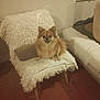 brown, chair, cozy, curtain, cushion, dog, domestic, floor, fur, furniture, happy, home, indoor, pet, shaggy, sitting, small_dog, smile, tile, window