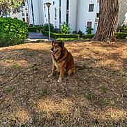 Mario a rejoint le concours — aidez-le/la à gagner de superbes lots ! dog, brown_dog, sitting, dry_grass, tree, urban_park, apartment_building, sunlight, shadow, outdoor, pet, canine, tongue_out, happy, nature, greenery, bush, trunk, pathway, daytime