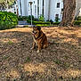 dog, brown_dog, sitting, dry_grass, tree, urban_park, apartment_building, sunlight, shadow, outdoor, pet, canine, tongue_out, happy, nature, greenery, bush, trunk, pathway, daytime