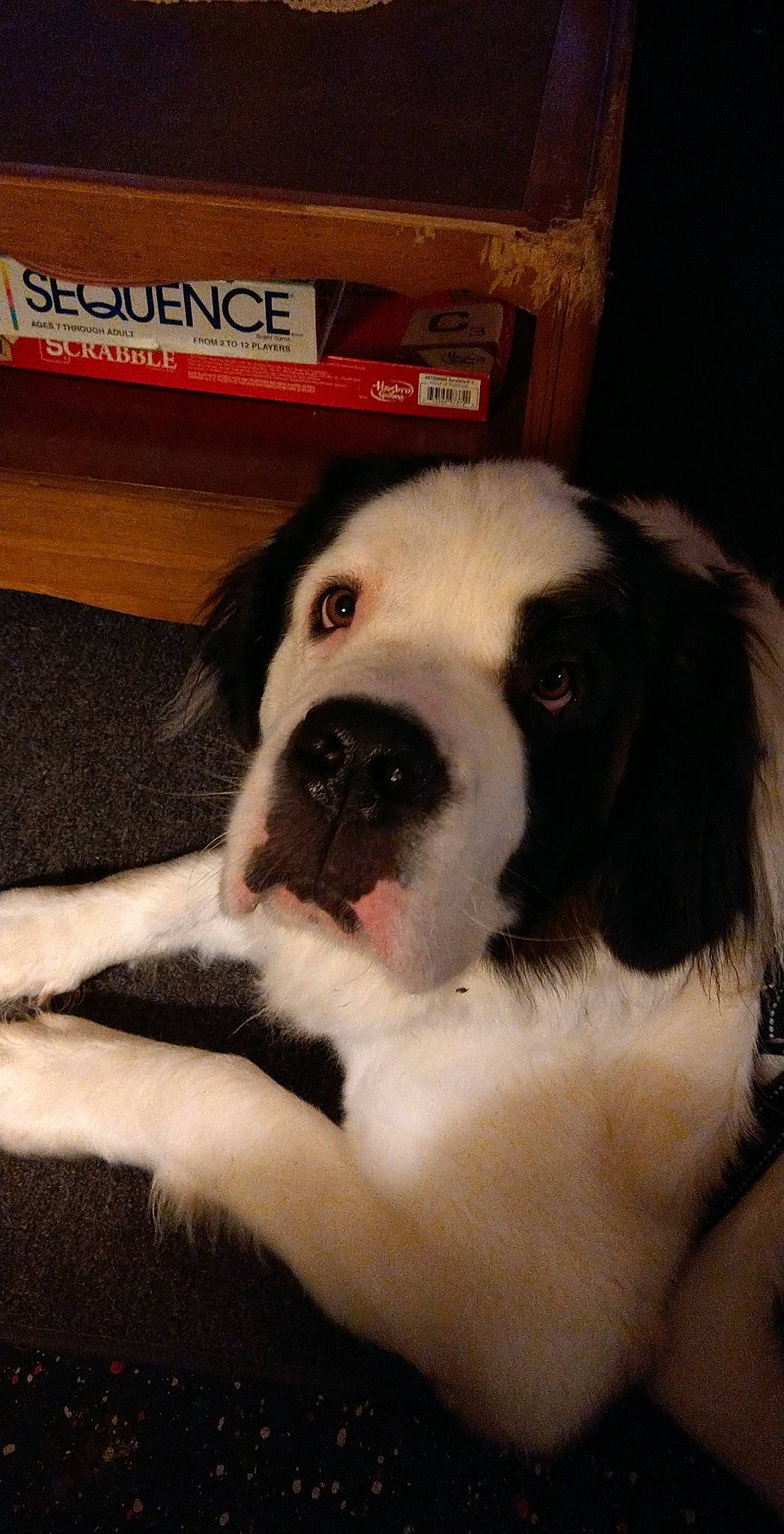 Angie is registered to the contest to win money with this photo: carnivore, comfort, companion_dog, dog, dog_breed, door, fawn, flooring, fur, giant_dog_breed, guard_dog, hardwood, paw, puppy_love, sporting_group, whiskers, window, wood, working_animal, working_dog