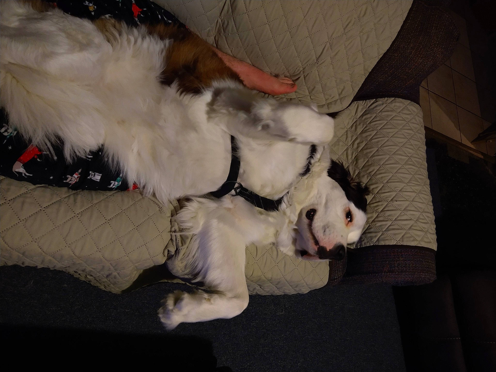 Angie is registered to the contest to win money with this photo: carnivore, collar, comfort, companion_dog, couch, dog, dog_breed, dog_collar, fawn, felidae, foot, human_leg, leash, paw, small_to_medium_sized_cats, snout, sporting_group, tail, whiskers, working_animal