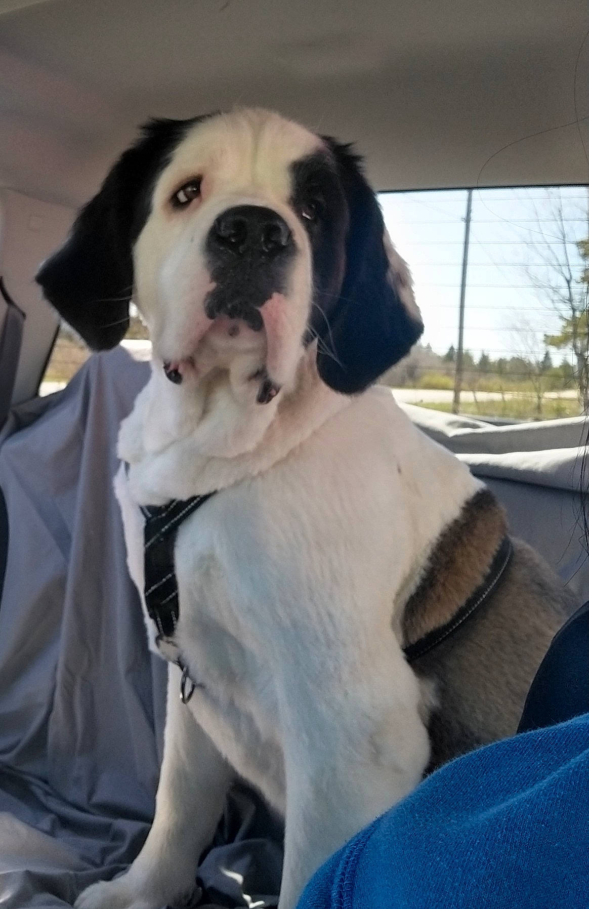 Angie joined the competition — help win amazing prizes! ancient_dog_breeds, car_seat_cover, carnivore, collar, companion_dog, dog, dog_breed, dog_collar, dog_supply, fawn, fur, giant_dog_breed, guard_dog, gun_dog, molosser, sky, sporting_group, st_bernard, working_animal, working_dog