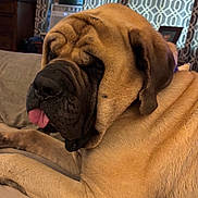 King Kong Queen joined the competition — help win amazing prizes! dog, pet, indoor, couch, wrinkles, tongue_out, close_up, brown_fur, relaxed, large_dog, canine, animal, furniture, curtains, portrait, mammal, domestic_animal, companion, resting, household