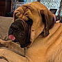 dog, pet, indoor, couch, wrinkles, tongue_out, close_up, brown_fur, relaxed, large_dog, canine, animal, furniture, curtains, portrait, mammal, domestic_animal, companion, resting, household