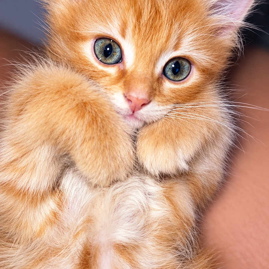 Thomine participe au concours pour gagner de l'argent avec cette photo : cat, kitten, orange_tabby, fluffy, furry, cute, portrait, close_up, green_eyes, whiskers, ears, paws, belly, lying_down, indoor, pet, animal, adorable, soft_fur, photography