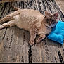 Meowmeow is registered to the contest to win money with this photo: cat, fluffy, lying_down, blue_pillow, rug, indoor, pet, relaxed, feline, home, cozy, resting, domestic_animal, whiskers, tail, fur, collar, cute, animal, comfort