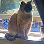 Meowmeow joined the competition — help win amazing prizes! cat, windowsill, indoor, sunlight, shadow, pet, feline, window, curtain, mesh_screen, tail, fur, animal, daylight, domestic, sitting, quiet, relaxed, houseplant_pot, cozy